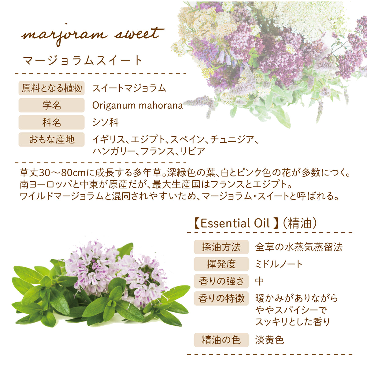 Botanical lab アロマエッセンシャルオイル マージョラムスイート10ml セラピーグレード アロマテラピー