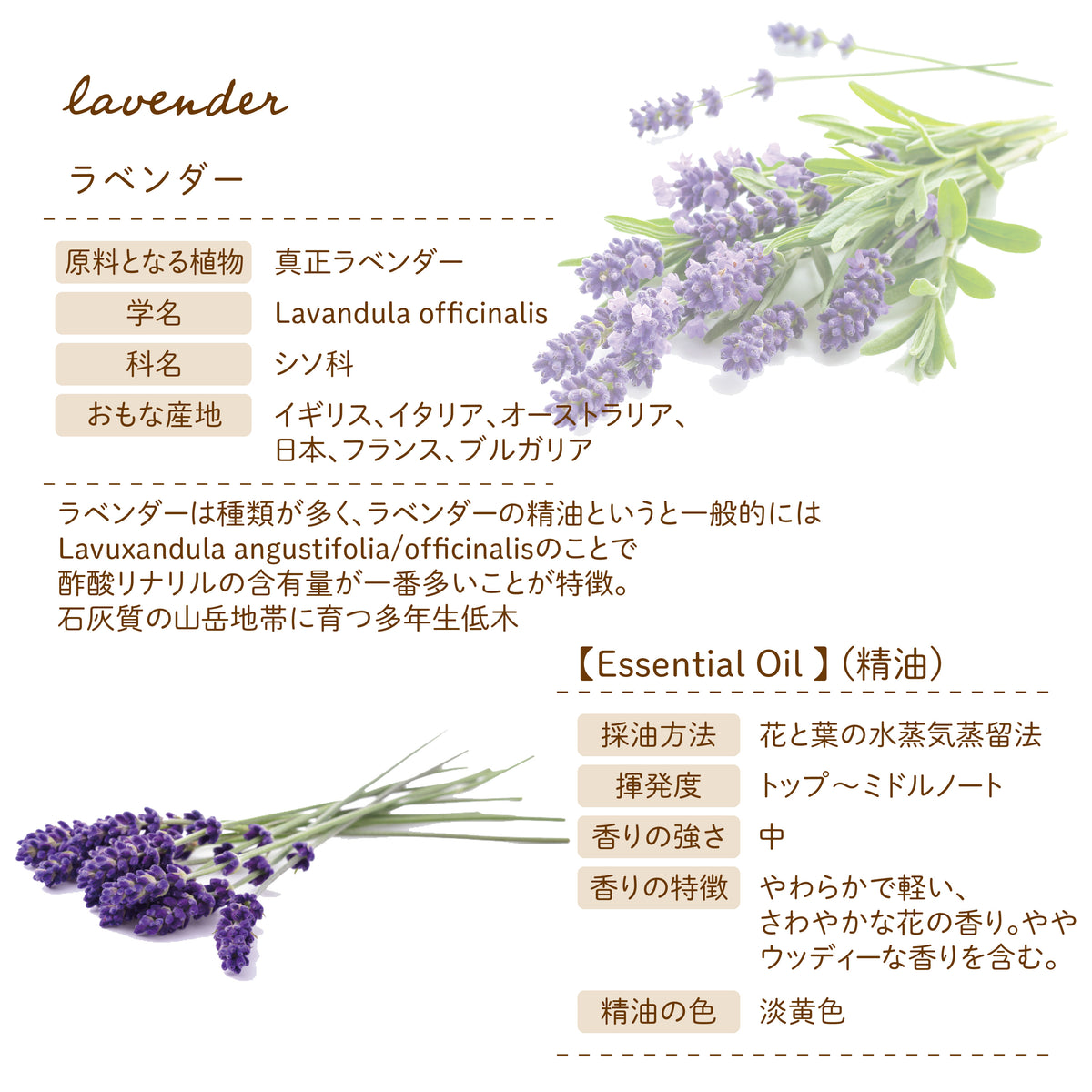 Botanical lab アロマエッセンシャルオイル ラベンダー10ml