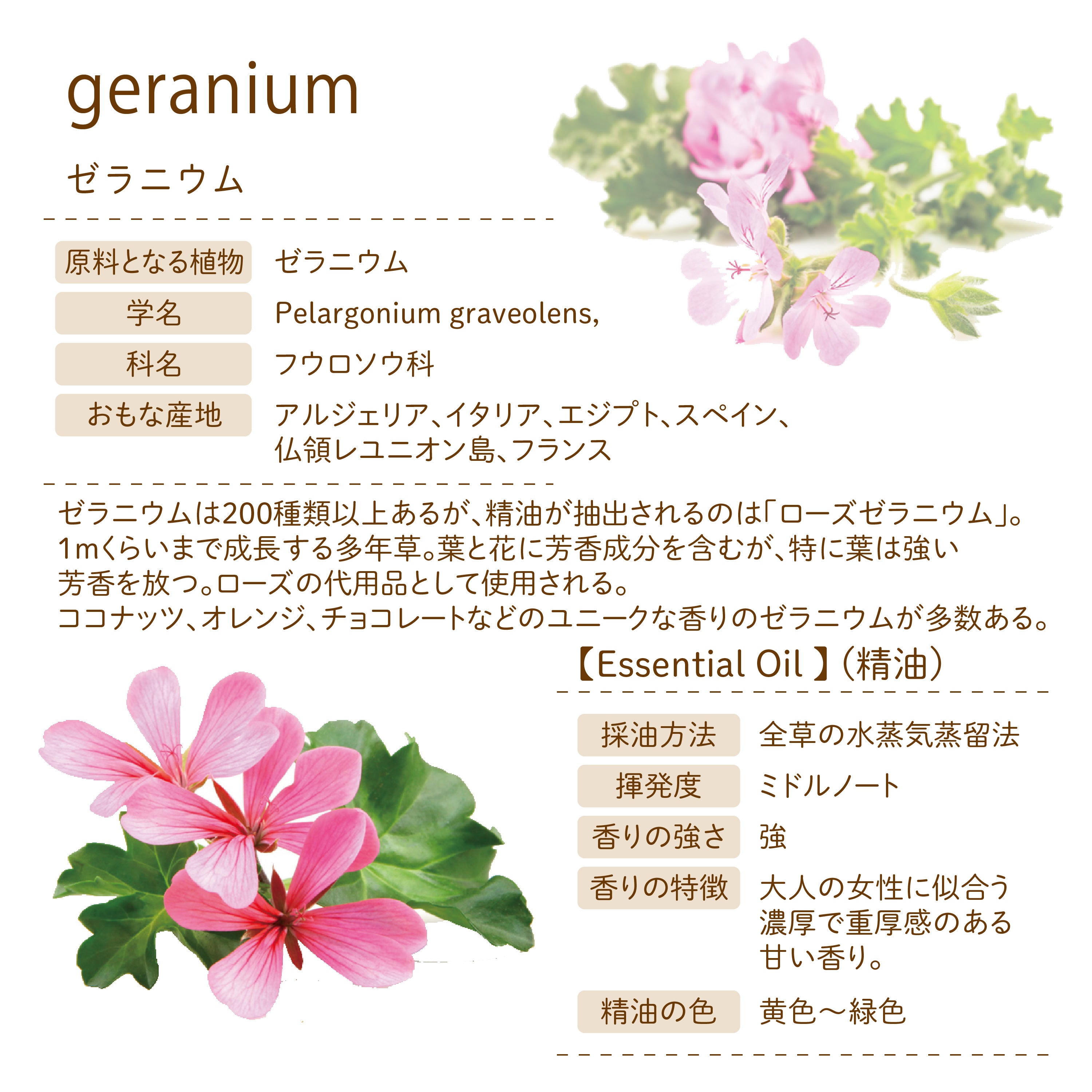 Botanical lab アロマエッセンシャルオイル ゼラニウム 10ml セラピーグレード  アロマテラピー