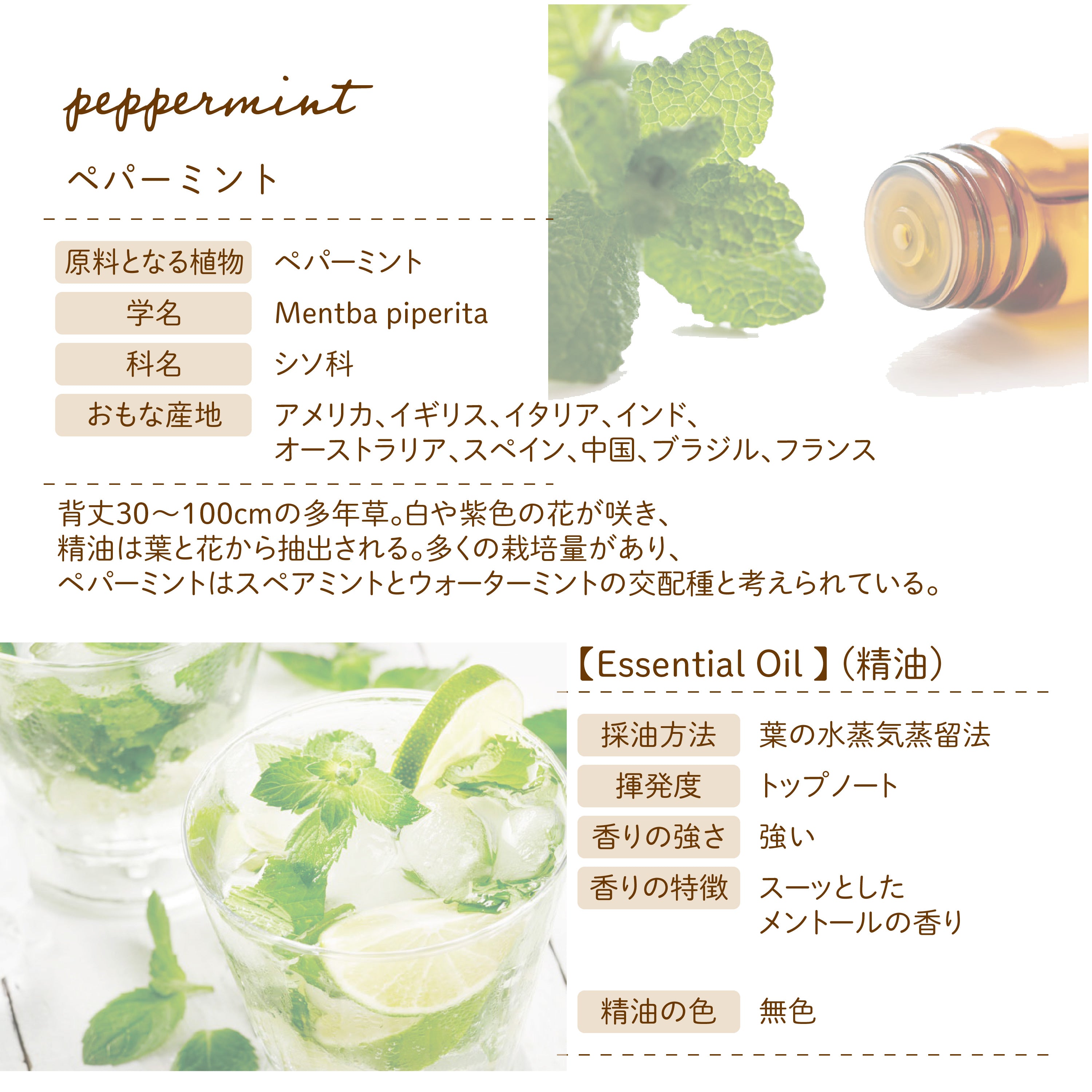 Botanical lab アロマエッセンシャルオイル ペパーミント10ml セラピーグレード  アロマテラピー