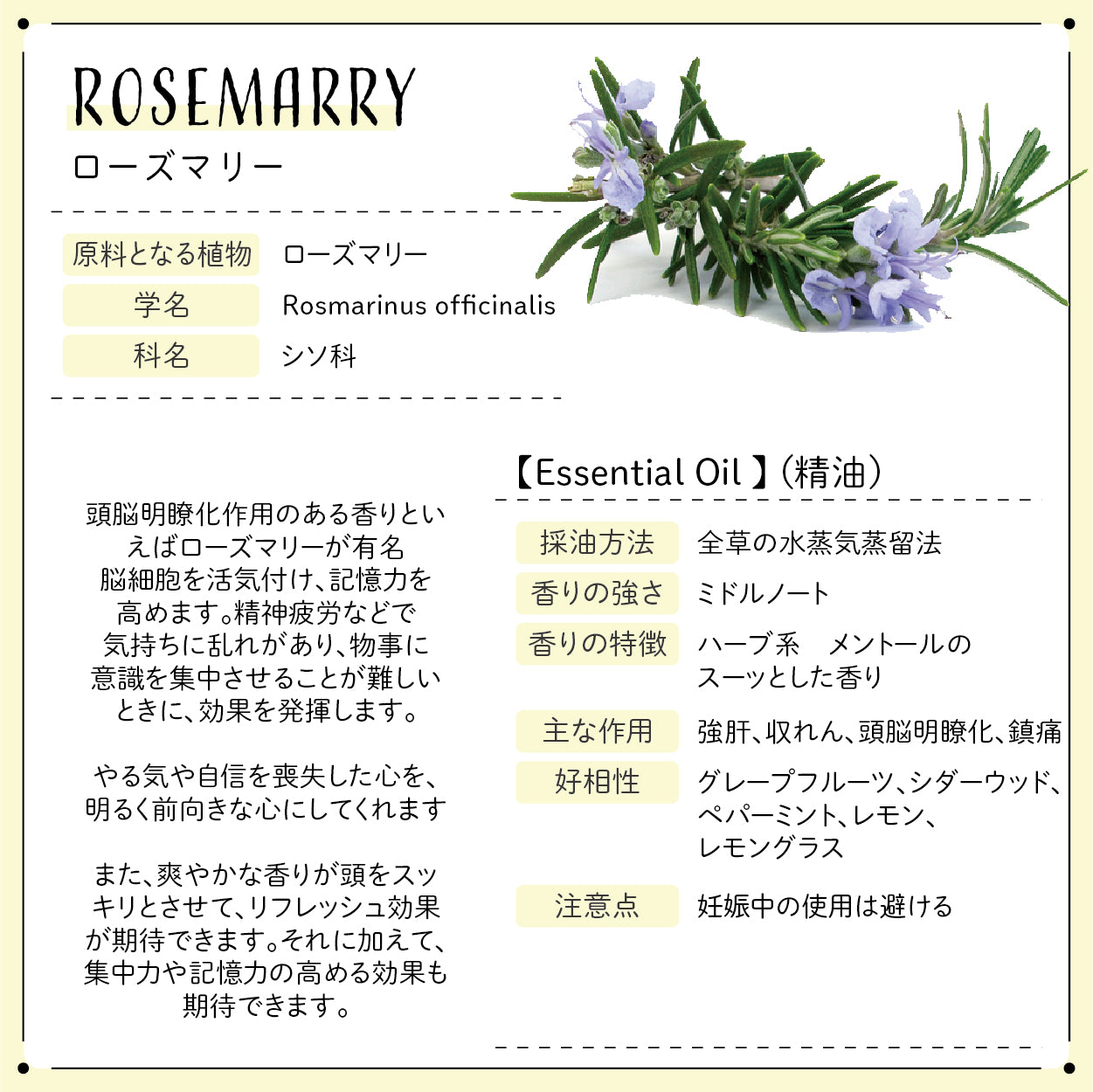 Botanical lab アロマオイル セラピーグレード 3本セット “集中力・頭脳明瞭“に アロマテラピー エッセンシャルオイル 精油