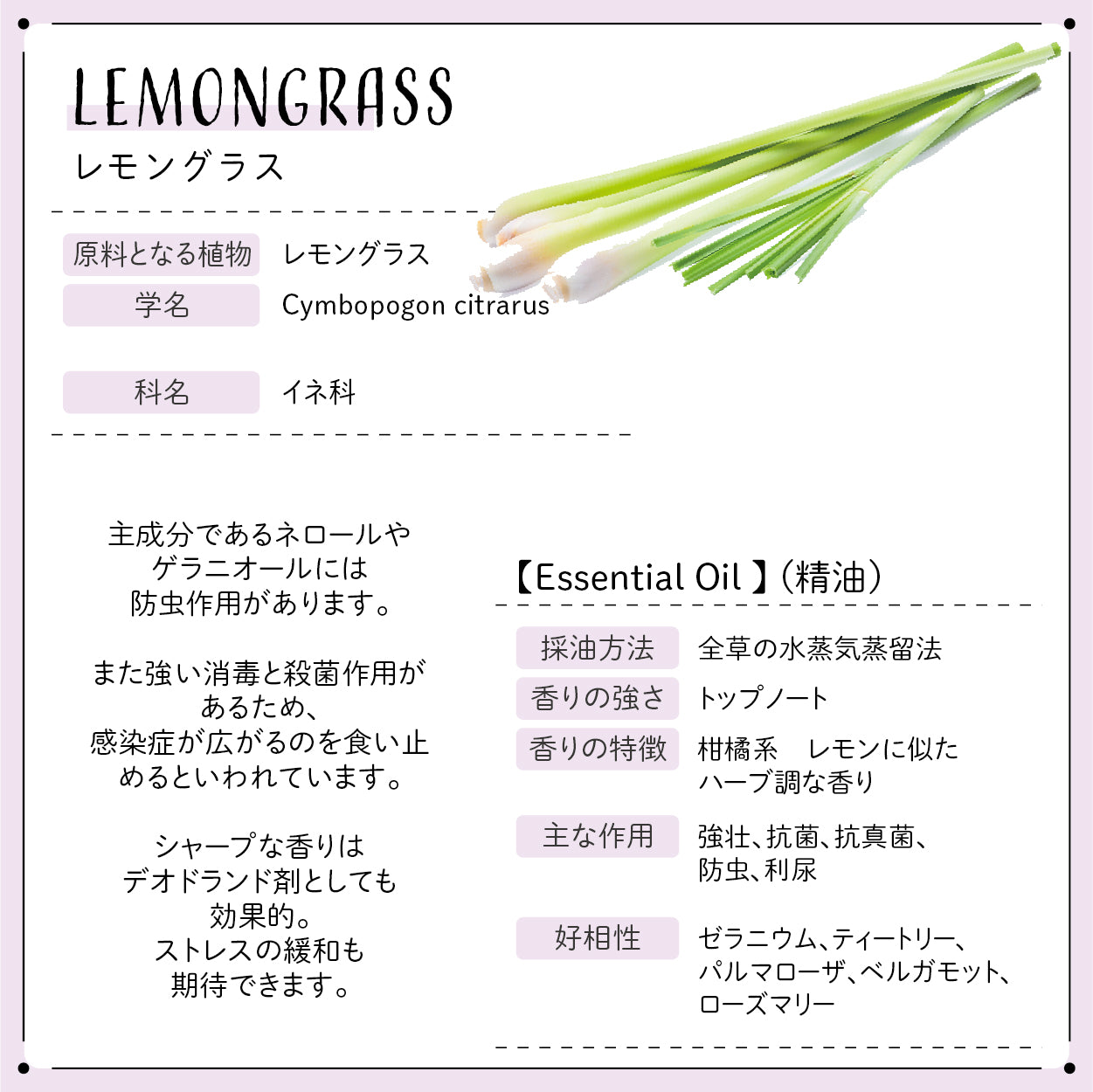 Botanical lab アロマオイル セラピーグレード 3本セット “抗菌消臭“に アロマテラピー エッセンシャルオイル 精油